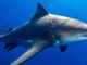 Boy is in ‘fight of his life’ after being attacked by shark in Australia Boy is in ‘fight of his life’ after being attacked by shark in Australia