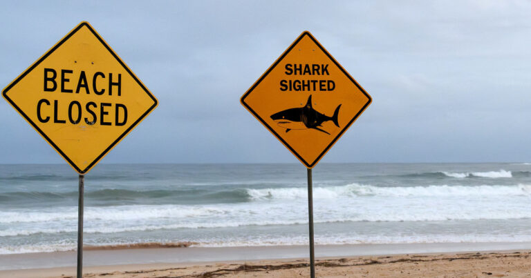 Australia shuts down seashores over shark hazard as officers investigate doable dingo assault