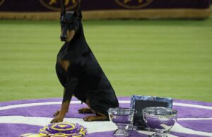 Penny pinscher: Doberman tops Westminster self-discipline Penny pinscher: Doberman tops Westminster self-discipline