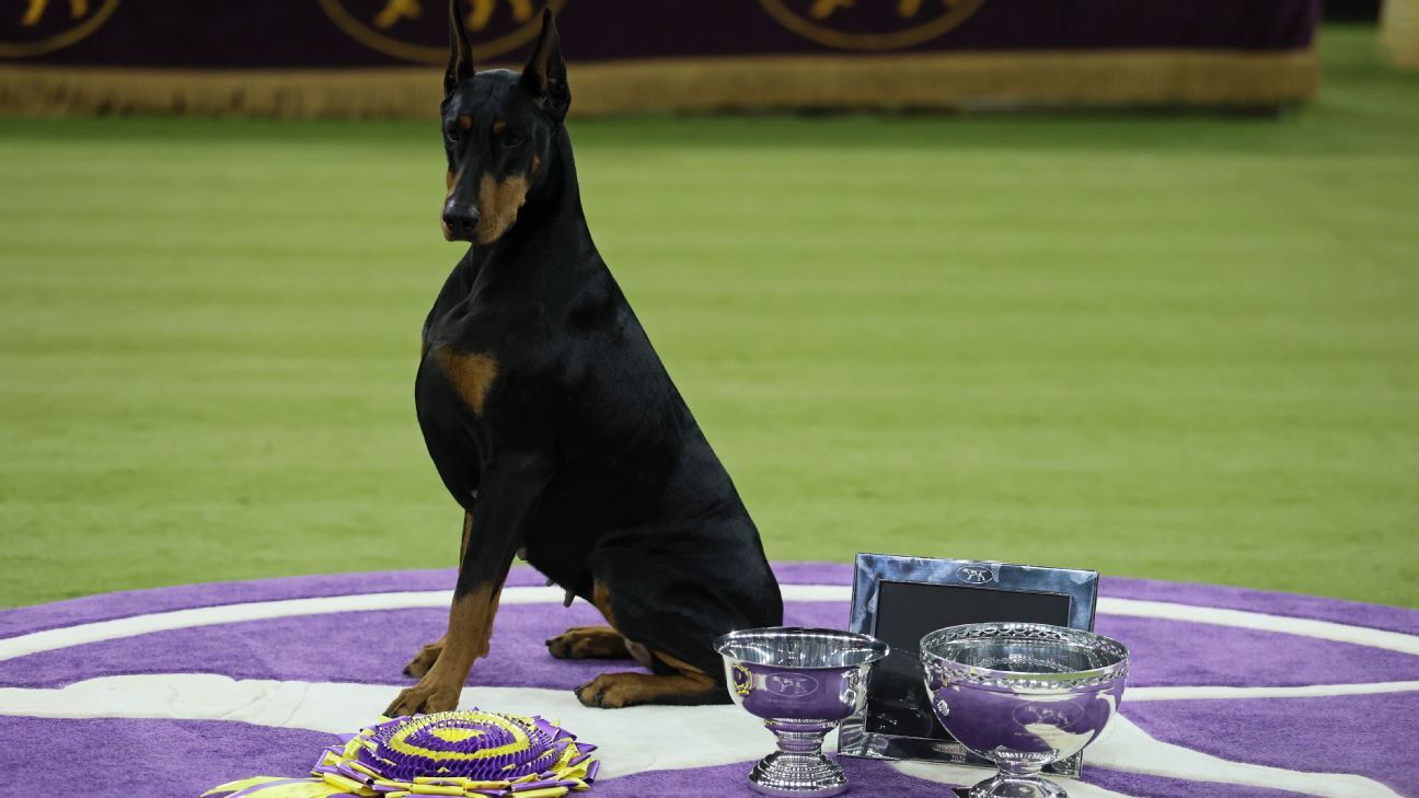 Penny pinscher: Doberman tops Westminster self-discipline