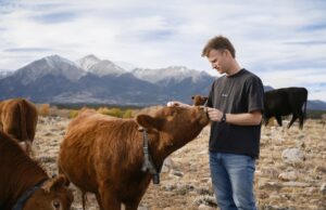 Peter Thiel’s colossal wager on solar-powered cow collars Peter Thiel’s colossal wager on solar-powered cow collars
