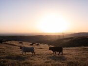 Miniature US cattle herd is one motive red meat prices are so excessive Miniature US cattle herd is one motive red meat prices are so excessive