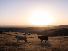 Miniature US cattle herd is one motive red meat prices are so excessive Miniature US cattle herd is one motive red meat prices are so excessive