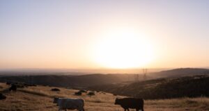 Miniature US cattle herd is one motive red meat prices are so excessive Miniature US cattle herd is one motive red meat prices are so excessive