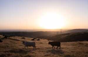 Miniature US cattle herd is one motive red meat prices are so excessive Miniature US cattle herd is one motive red meat prices are so excessive