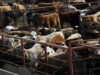 Confirmed screwworm case in Texas sends two biotech stocks better Confirmed screwworm case in Texas sends two biotech stocks better