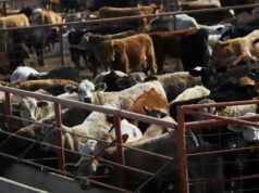 Confirmed screwworm case in Texas sends two biotech stocks better Confirmed screwworm case in Texas sends two biotech stocks better