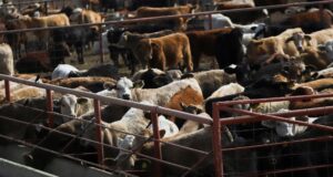Confirmed screwworm case in Texas sends two biotech stocks better Confirmed screwworm case in Texas sends two biotech stocks better