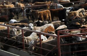 Confirmed screwworm case in Texas sends two biotech stocks better Confirmed screwworm case in Texas sends two biotech stocks better