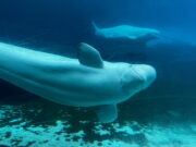 Whales from Canada’s shuttered Marineland park are getting a probability Whales from Canada’s shuttered Marineland park are getting a probability