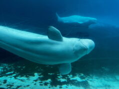 Whales from Canada’s shuttered Marineland park are getting a probability Whales from Canada’s shuttered Marineland park are getting a probability