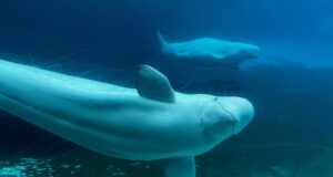 Whales from Canada’s shuttered Marineland park are getting a probability Whales from Canada’s shuttered Marineland park are getting a probability