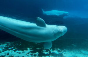 Whales from Canada’s shuttered Marineland park are getting a probability Whales from Canada’s shuttered Marineland park are getting a probability