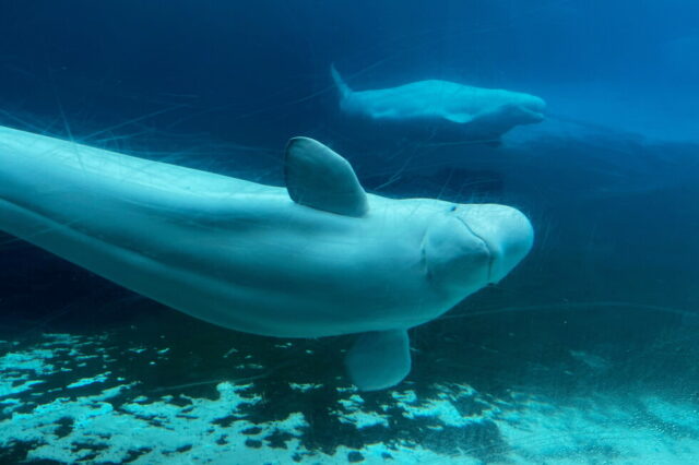Whales from Canada’s shuttered Marineland park are getting a probability