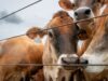 U.S. confirms second Texas screwworm case, Canada restricts farm animals imports U.S. confirms second Texas screwworm case, Canada restricts farm animals imports
