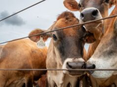 U.S. confirms second Texas screwworm case, Canada restricts farm animals imports U.S. confirms second Texas screwworm case, Canada restricts farm animals imports