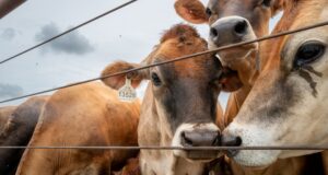 U.S. confirms second Texas screwworm case, Canada restricts farm animals imports U.S. confirms second Texas screwworm case, Canada restricts farm animals imports