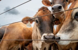 U.S. confirms second Texas screwworm case, Canada restricts farm animals imports U.S. confirms second Texas screwworm case, Canada restricts farm animals imports