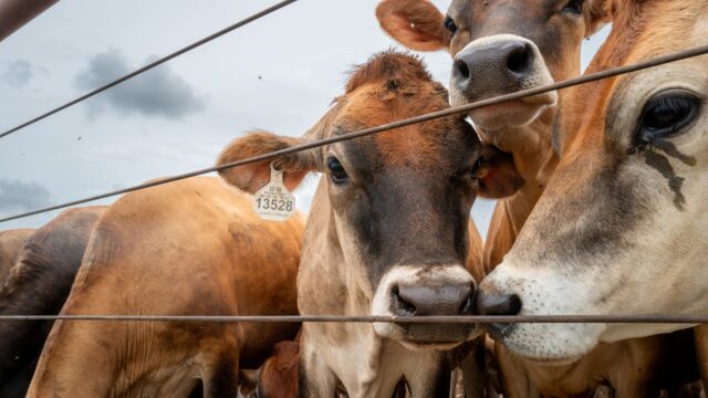 us-confirms-second-texas-screwworm-case-canada-restricts-farm-animals-imports.jpeg U.S. confirms second Texas screwworm case, Canada restricts farm animals imports