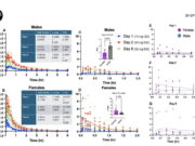 How considerable of a brain-protecting drug reaches a girl’s brain shifts along with her hormonal cycle, peep finds How considerable of a brain-protecting drug reaches a girl’s brain shifts along with her hormonal cycle, peep finds
