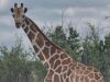 Missing giraffe ‘Gracie’ insist in Texas Missing giraffe ‘Gracie’ insist in Texas