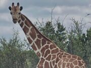 Missing giraffe ‘Gracie’ insist in Texas Missing giraffe ‘Gracie’ insist in Texas