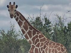 Missing giraffe ‘Gracie’ insist in Texas Missing giraffe ‘Gracie’ insist in Texas