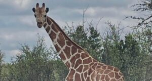 Missing giraffe ‘Gracie’ insist in Texas Missing giraffe ‘Gracie’ insist in Texas