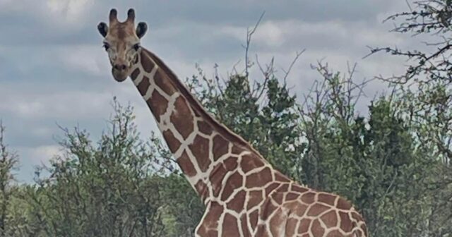 Missing giraffe ‘Gracie’ insist in Texas