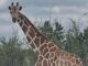 Missing giraffe ‘Gracie’ insist in Texas Missing giraffe ‘Gracie’ insist in Texas