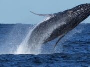 Whale ‘supergroups’ show conceal numbers are rebounding from hunting. However Iran battle holds dangers for them Whale ‘supergroups’ show conceal numbers are rebounding from hunting. However Iran battle holds dangers for them