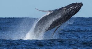 Whale ‘supergroups’ show conceal numbers are rebounding from hunting. However Iran battle holds dangers for them Whale ‘supergroups’ show conceal numbers are rebounding from hunting. However Iran battle holds dangers for them