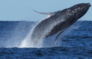 Whale ‘supergroups’ show conceal numbers are rebounding from hunting. However Iran battle holds dangers for them Whale ‘supergroups’ show conceal numbers are rebounding from hunting. However Iran battle holds dangers for them