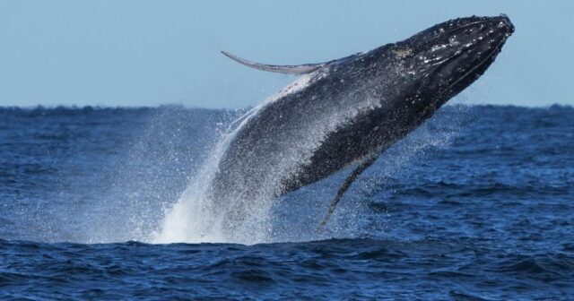 Whale ‘supergroups’ show conceal numbers are rebounding from hunting. However Iran battle holds dangers for them